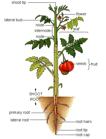 diagrams for kids. plant parts diagram learning